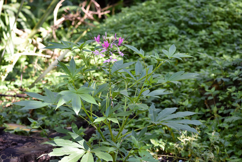 Cleoserrata speciosa observed 2018-06-17