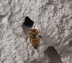 Anthophora bomboides
