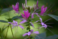 Cleoserrata speciosa