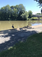 Alopochen aegyptiaca