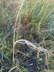 Stipa tirsa