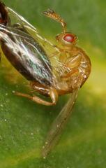 Lachaisea brevimucro