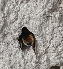 Anthophora bomboides