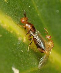 Lachaisea brevimucro
