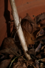 Allium antiatlanticum