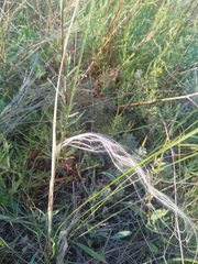 Stipa tirsa