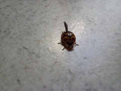 Harmonia axyridis