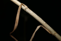 Allium antiatlanticum