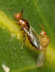 Lachaisea brevimucro