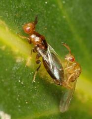 Lachaisea brevimucro