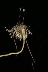 Allium antiatlanticum