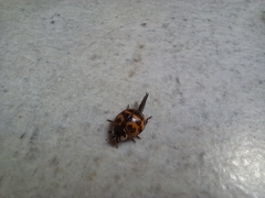 Harmonia axyridis