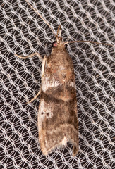 Acrobasis vaccinii