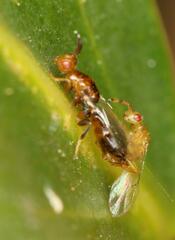 Lachaisea brevimucro
