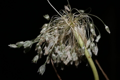 Allium antiatlanticum