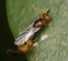 Lachaisea brevimucro
