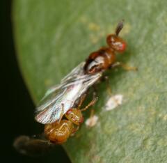 Lachaisea brevimucro