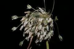 Allium antiatlanticum