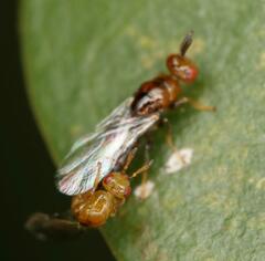 Lachaisea brevimucro