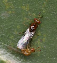 Lachaisea brevimucro