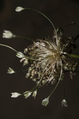 Allium antiatlanticum