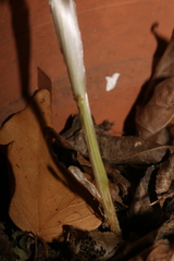 Allium antiatlanticum