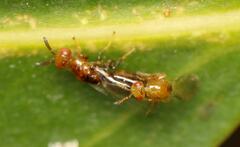 Lachaisea brevimucro