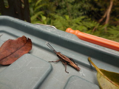 Traulia ornata okinawaensis