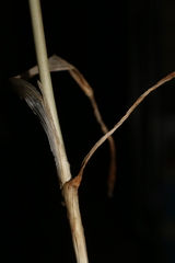 Allium antiatlanticum