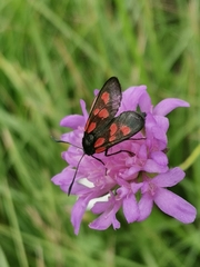 Zygaena viciae