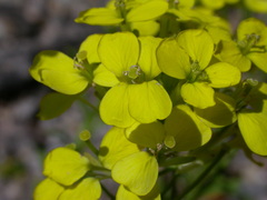 Erysimum witmannii
