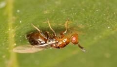 Lachaisea brevimucro