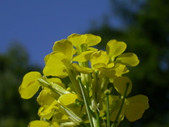 Erysimum witmannii