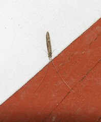 Leptocerus americanus