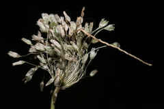 Allium antiatlanticum