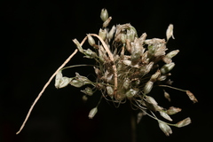 Allium antiatlanticum