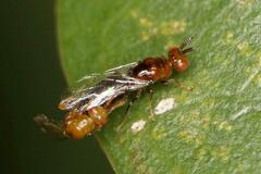 Lachaisea brevimucro