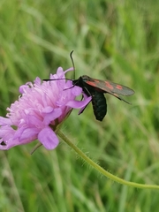 Zygaena viciae