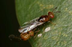 Lachaisea brevimucro