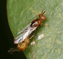Lachaisea brevimucro