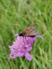 Zygaena viciae
