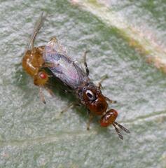 Lachaisea brevimucro