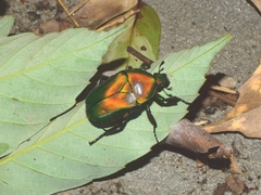 Pseudotorynorrhina japonica