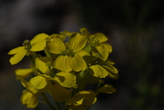 Erysimum witmannii