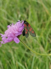 Zygaena viciae