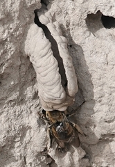 Anthophora bomboides
