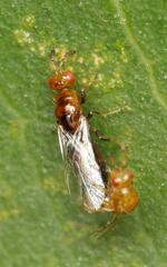 Lachaisea brevimucro