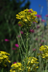 Erysimum witmannii
