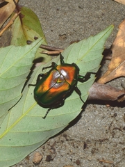 Pseudotorynorrhina japonica