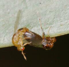 Lachaisea brevimucro